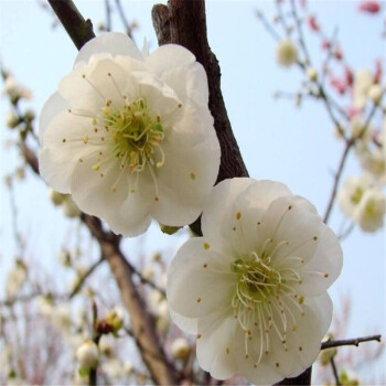 嫁接梅花 基地直銷臘梅盆景樹苗老根 盆栽地栽適宜 紅梅臘梅四季梅花