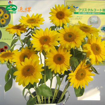 逸棵向日葵花种子家庭室内盆栽室外庭院花卉观花植物简单易种向日葵种子切花向日葵花种 文森特绿芯5粒 花艺师推荐 图片价格品牌报价 京东