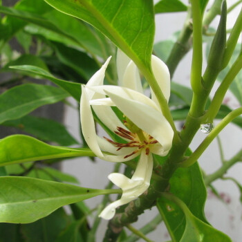 浩胜白兰花盆栽十里飘香白兰花苗香味独特白兰花树苗白兰5年苗 推荐 图片价格品牌报价 京东