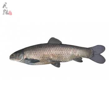 丹江口螺蛳 青鱼 大青鱼乌混 黑鲩 草鱼 鱼 新鲜 淡水鱼500g年货【图片 价格 品牌 报价】-京东