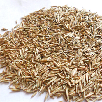 一年生黑麦草种子牧草种子饲料种子 一斤