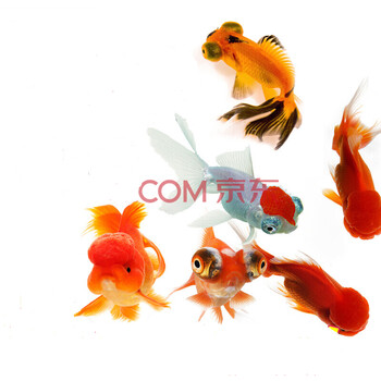 金鱼活体观赏鱼活体小金鱼冷水鱼锦鲤鱼金鱼苗活体淡水小型鱼5 7cm随机金鱼5条 图片价格品牌报价 京东