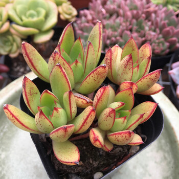 小贵多肉植物办公室桌面萌肉迷你植物盆栽肉肉植物黄金雨4 6cm 图片价格品牌报价 京东 小贵多肉植物办公室桌面萌肉迷你植物盆栽肉肉植物黄金雨4 6cm 图片价格品牌报价 京东
