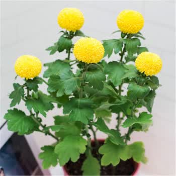 懒人菊花盆栽鲜花盆栽花卉绿植四季菊花束小雏菊乒乓球菊盆栽黄色不含盆 图片价格品牌报价 京东