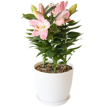 香水百合花盆栽带花苞发货年宵四季观叶盆栽绿植物办公室盆景 百合花