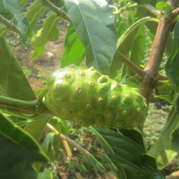 诺丽果树苗诺丽果水果苗盆栽地栽果树苗庭院果苗南北方种植果树苗当年