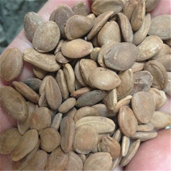 瓜蒌种子中药种子栝楼种子爬藤瓜蒌种子庭院种植种子 瓜蒌种子 500g