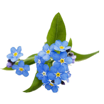 雏菊三色堇种孑 春夏秋易种阳台盆栽庭院美化花卉种籽合集 勿忘我蓝色