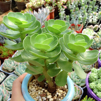 小鲜肉 金钱木多头老桩多肉植物含盆含土花卉绿植组合盆栽办公室桌面绿植多肉2盆 原盆原土发货 图片价格品牌报价 京东