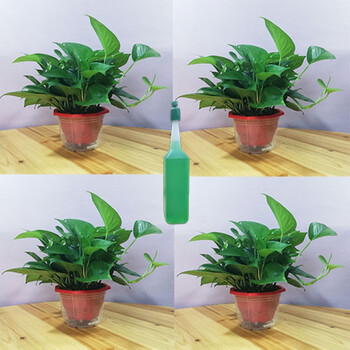 唯友大绿萝盆栽室内水培绿植花卉吊兰绿箩植物长藤八角红盆吸水盆四盆