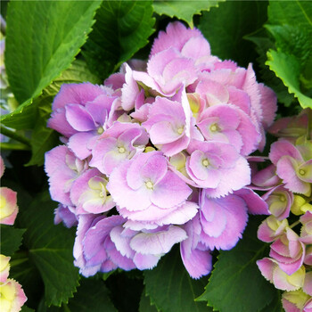 阳台绿植花卉绣球花苗庭院地栽植物变色无尽夏重瓣八仙花苗 拉维布兰