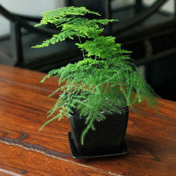 文竹 云竹 矮生文竹净化空气 绿植花卉盆栽 办公室桌面 观叶植物 白色