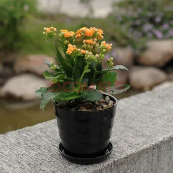 木轩办公室内绿色植物长寿花 栽鸿运当头观叶花卉凤梨土培水养小盆栽