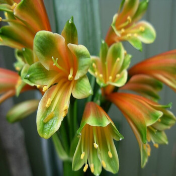 一名花匠君子兰盆栽盆栽花卉君子兰苗花叶圆头雀兰君子兰花苗复色810