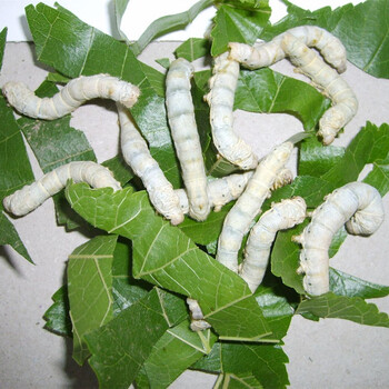 锦一花卉养蚕十件套蚕宝宝蚕卵蚕种小蚕蚕子送鹅毛孵化盒温度计新鲜桑叶活蚕 蚕卵 特嫩桑叶套装 图片价格品牌报价 京东