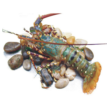 年货节恒六澳洲鲜活青龙虾澳大利亚青龙虾300g只