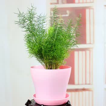 红豆杉棕竹迷迭香室内庭院阳台花卉绿植盆栽天门冬 不含盆 图片价格品牌报价 京东