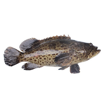 丰度 青岛冷冻青斑鱼1000g 1条 袋装 石斑鱼海鲜