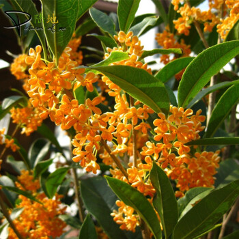 陸地 桂花苗桂花樹大樹庭院地載開花室內金桂樹丹桂濃香型 硃砂桂 3年