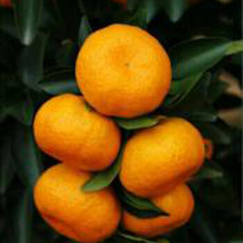 奇葩园艺 橘子树苗 沙糖桔 橘子树苗 嫁接黄岩蜜