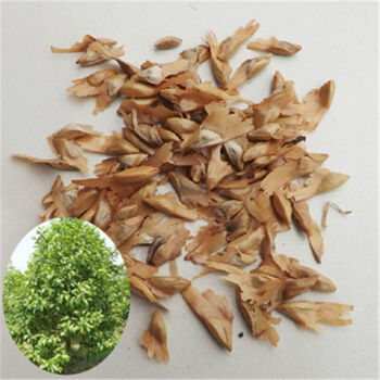 油杉种子林木种子化苗木种子花卉种子绿化树种子 一斤