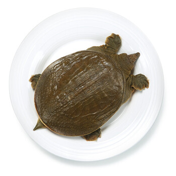 冷江 鲜活生态余姚甲鱼 公鳖 600g 1只 盒装 海鲜水产