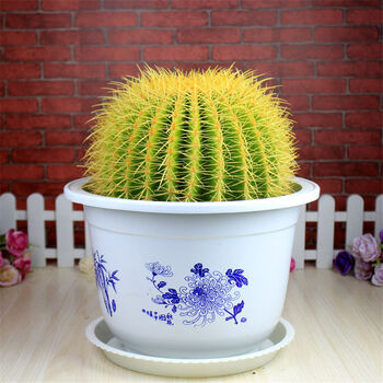 仙人球盆栽 金虎仙人球 仙人掌 盆栽 办公室多肉植物 肉肉 绿植盆景