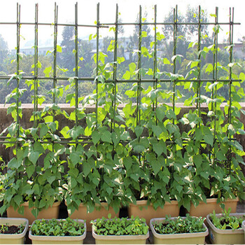园艺支柱菜园爬藤架子网架葡萄豆角架黄瓜架子支架绿植