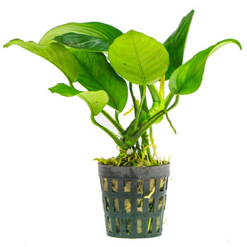 奇溢自然 小巴榕 鱼缸造景活体真水草黄金小水榕水族箱装饰植物造景 1