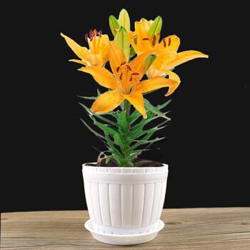 世纪奥桥(shijiaoqiao) 花明柳媚 御春阁 双城越 欧悟 顺泰 沭沐 快林