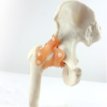 medical model)人体关节骨骼模型 人体骨科教学教具骨骼模型 髋关节