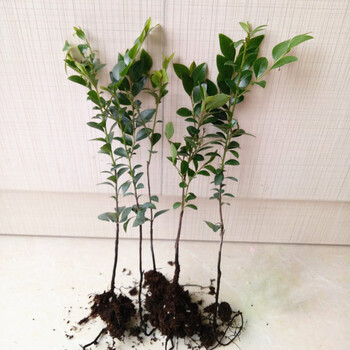 阿克苏河 小叶紫檀树桩盆景植物花卉盆栽办公室内绿植黑檀树苗 高30