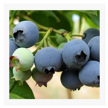 千姿秀 当年结果蓝莓果树苗 实拍基地盆栽蓝莓苗 三年苗 康维尔三年苗