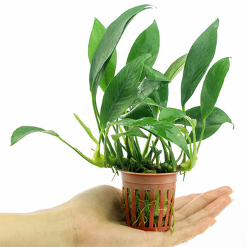 奇溢自然 丹麦尖叶榕 鱼缸造景活体真水草黄金小水榕水族箱装饰植物