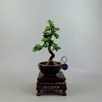 园林小品苏梨木开花结果盆景 家居绿植花卉盆栽 14