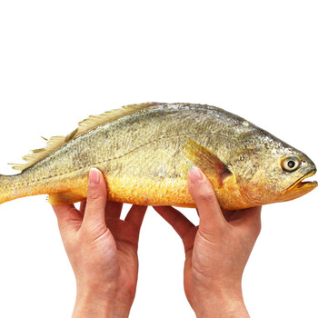 玮世 青岛活冻大黄花鱼 两条 1000g 袋装 黄鱼海鲜
