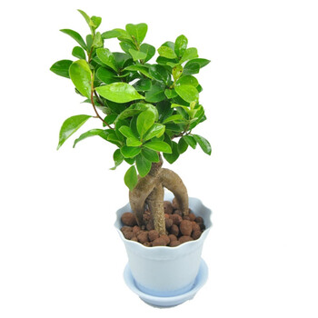 榕树室内办公室桌面花卉盆栽地瓜榕小盆景嫁接苗原盆营养钵发货榕树约