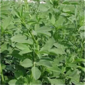 北方苜蓿草种子耐寒型多年生紫花苜蓿牧草种子动物草种子南方型500克 图片价格品牌报价 京东