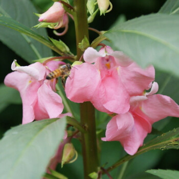 種子泰西絲 七彩鳳仙花盆栽花草指甲花室內陽臺四季植物花種子 百合