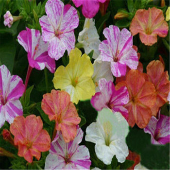 花卉种子 五彩 紫茉莉花种子花籽花卉阳台种子 黄茉莉 五彩香茉莉10粒