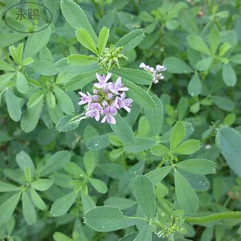 永赐紫花苜蓿草种子进口牧草种子多年生南北方四季耐寒耐热净种牛羊兔畜牧草种子国产紫花苜蓿种子净籽型间包装