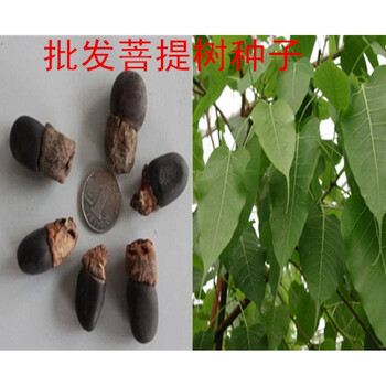 爱悦出售正宗菩提树种子 可做手链吊坠挂件 菩提子种子 金刚菩提 金刚