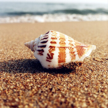 易萌水族造景小馒头海星斧头螺白口螺天然摆件鱼缸装饰 白口螺4-5cm5