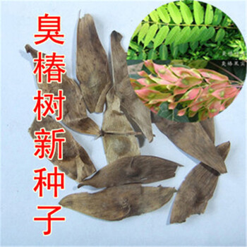 当年新采林木树种 臭椿树种子 臭椿种子 1斤