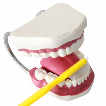 海医HeyModel儿童早教刷牙模型人体牙齿放大牙护理教学演示模型口腔模型幼儿园教刷牙教学 03101放大5倍