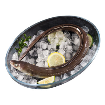 71% 舟山海鲜野生海钓鳗鱼海鱼沙鳗 1条500g-600g_ 8折现价158元