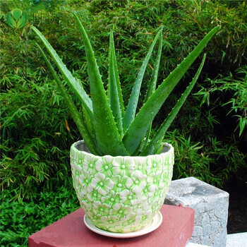 芦荟盆栽 多肉植物美容祛痘润肤 四季常绿花卉杀菌- 美容芦荟12年大苗