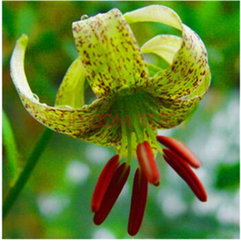 带芽香水百合种球百合花种子球根花卉植物盆栽绿植香水百合种球绿斑 图片价格品牌报价 京东