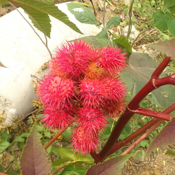 紅蓖麻花卉種子花草種子綠化種子約6粒