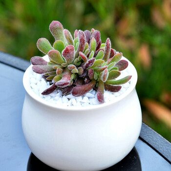 多肉植物24款贵货多肉组合盆栽室内盆景植物小绿植迷你花卉肉肉植物梦椿 图片价格品牌报价 京东